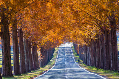 Footpath amidst trees in forest during autumn