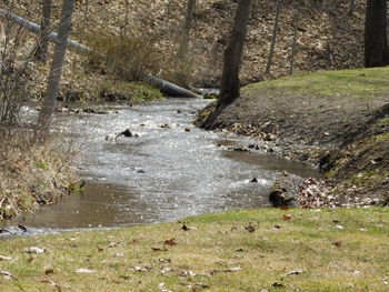 View of stream in forest