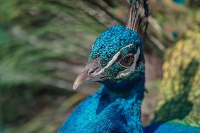 Close-up of peacock