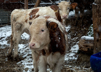 Cows standing on field during snowfall