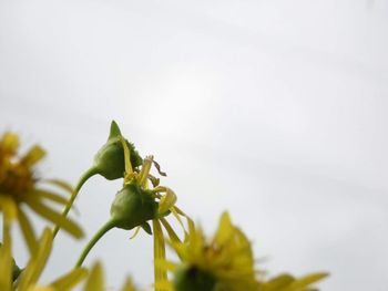 Close-up of flowers