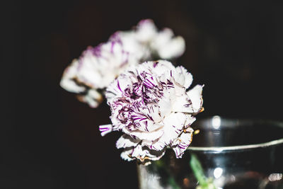 Close-up of white flowers blooming against black background