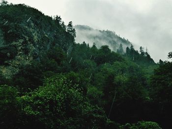 Scenic view of forest against cloudy sky