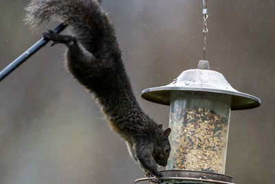 Stretched to the feeder