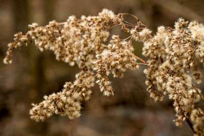 Close-up of flowering plant during winter