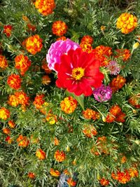 High angle view of marigold flowers blooming outdoors