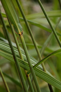 Close-up of plant growing outdoors