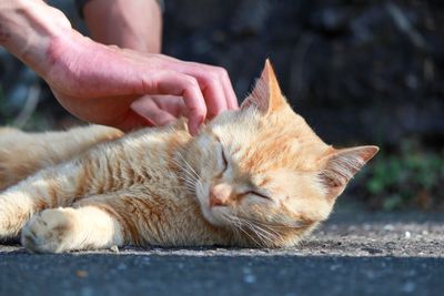 Close-up of hand touching cat