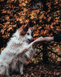 Full length of dog with autumn leaves