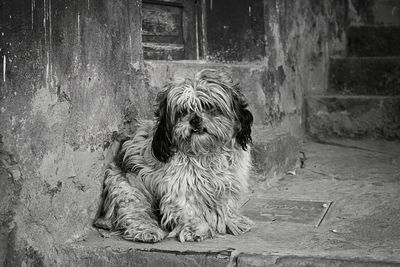 Portrait of dog sitting outdoors