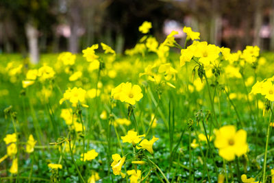 Close-up of yellow flowering plants on field