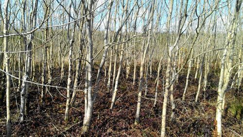 Bare trees in forest