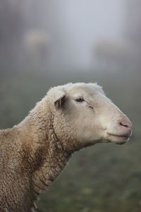 Close-up of sheep in the pasture