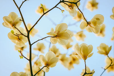 Low angle view of cherry blossoms against sky