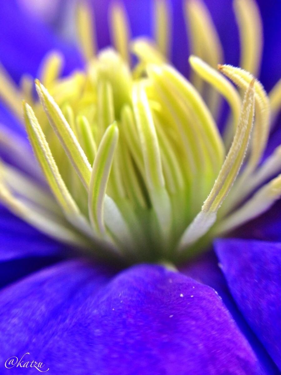 flower, freshness, petal, fragility, flower head, growth, close-up, beauty in nature, purple, nature, selective focus, macro, plant, extreme close-up, single flower, full frame, blooming, backgrounds, stamen, detail