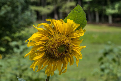 A busy bee collecting pollen from the bright yellow sunflower hidden in the seed head closeup 