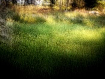 Scenic view of grassy field