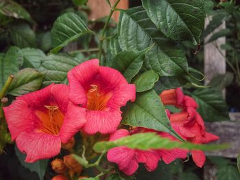 Close-up of hibiscus blooming outdoors