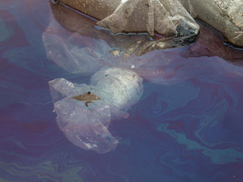 Plastic and oil pollution floating in a body of water.