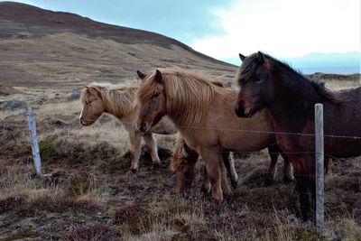 Horses standing in a field