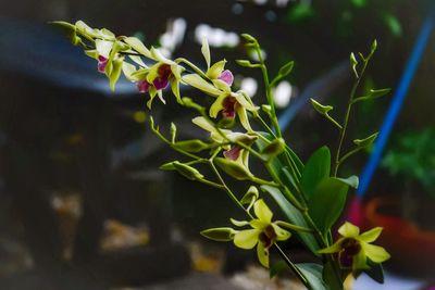 Close-up of flowers blooming outdoors