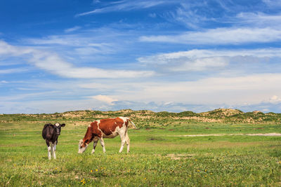 Cows standing in a field