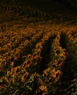 Close-up of yellow flowers