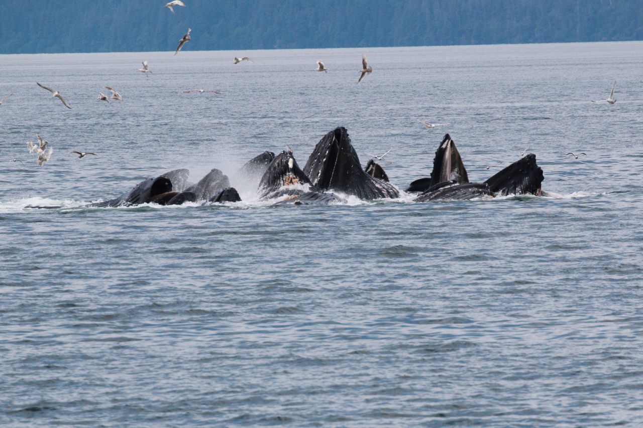 Southeast Alaska