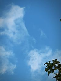 Low angle view of palm tree against blue sky