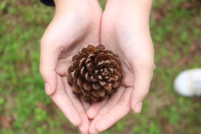 Close-up of hand holding eggs