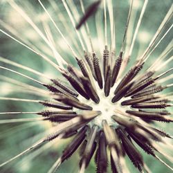 Close-up of spiked flower