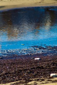 View of birds on beach