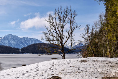 Bare trees on snowcapped mountains against sky