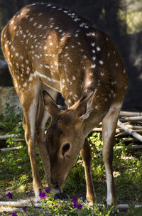 Close-up of deer standing outdoors