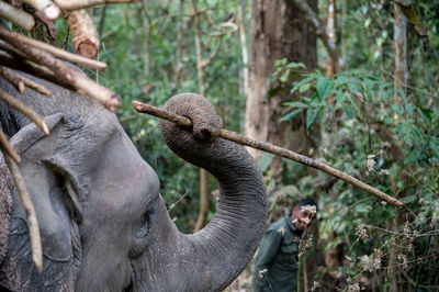 Close-up of elephant in forest