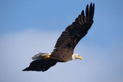 Low angle view of eagle flying against clear blue sky