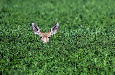 Portrait of deer on grass