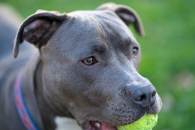 Close-up portrait of a dog looking away