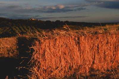 Scenic view of field against sky during sunset