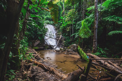 Scenic view of river amidst trees in forest