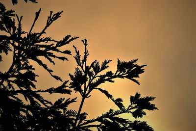 Low angle view of silhouette tree against sky during sunset