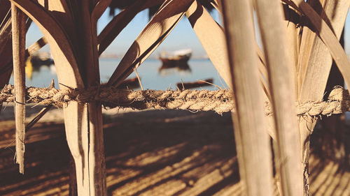 Close-up of damaged tree against sky