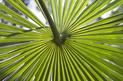 Low angle view of palm leaves