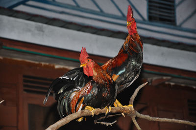 Low angle view of roosters perching on branch against wall