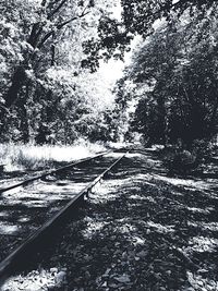 Trees along road