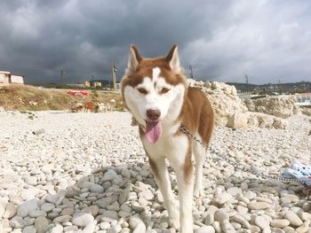 Portrait of a dog on the ground