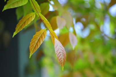 Close-up of leaves against blurred background
