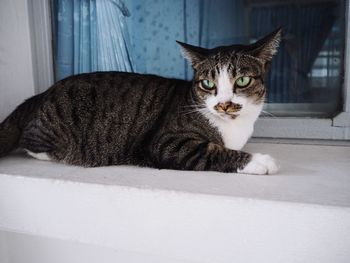 Portrait of cat sitting on floor