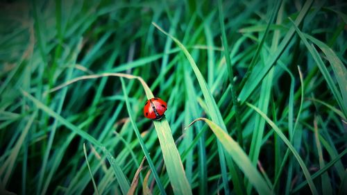 Close-up of ladybug on grass