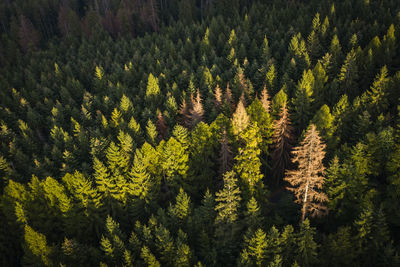 High angle view of pine trees in forest